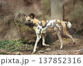 リカオン リカオン 137852316