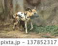 リカオン リカオン 137852317