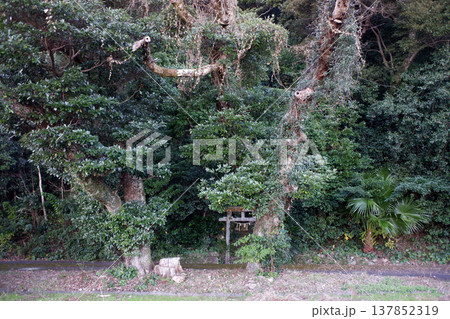 高知県土佐清水市　竈戸神社 137852319