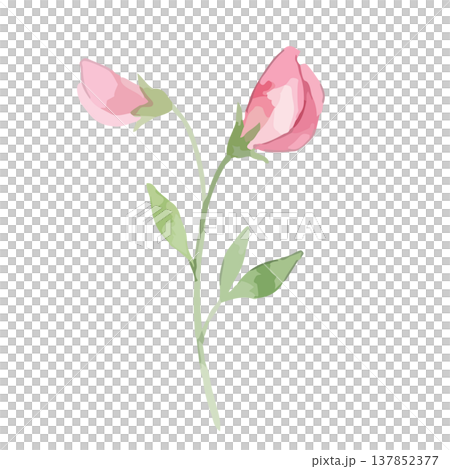 Watercolor-style illustration of sweet peas Watercolor-style illustration of sweet peas 137852377