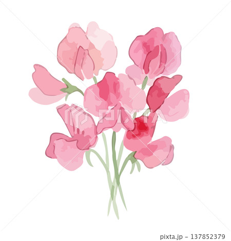 水彩風のスイートピーのイラスト 137852379