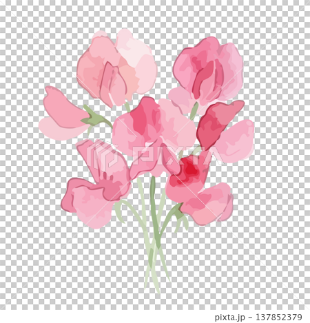 水彩風のスイートピーのイラスト 137852379