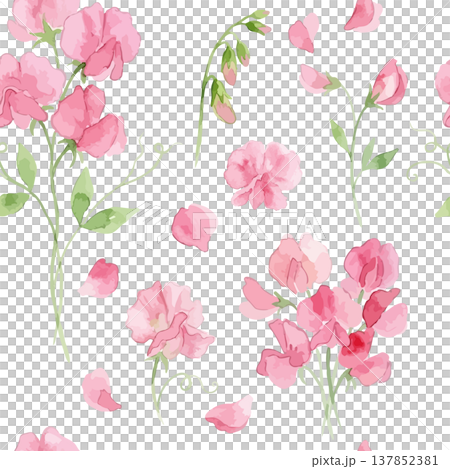 Watercolor-style illustration of sweet peas Watercolor-style illustration of sweet peas 137852381