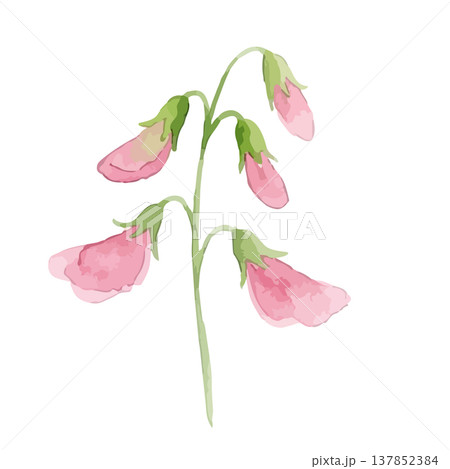 水彩風のスイートピーのイラスト 137852384