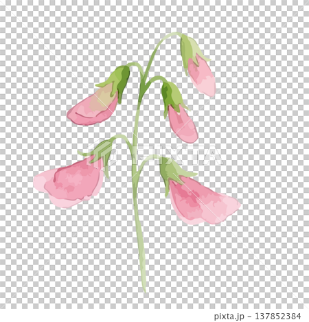 水彩風のスイートピーのイラスト 137852384