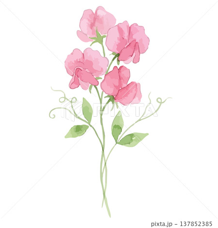水彩風のスイートピーのイラスト 水彩風のスイートピーのイラスト 137852385