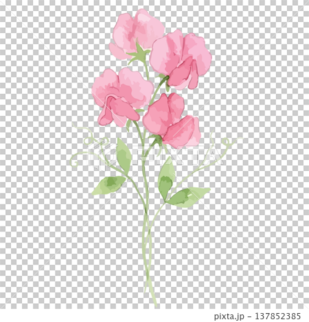水彩風のスイートピーのイラスト 水彩風のスイートピーのイラスト 137852385