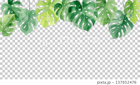 Watercolor-style illustration of a monstera Watercolor-style illustration of a monstera 137852476
