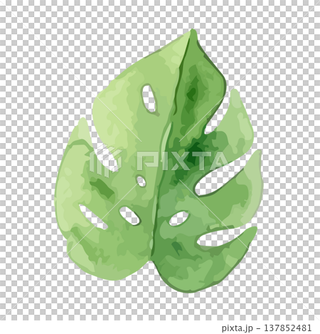 水彩風のモンステラのイラスト 137852481