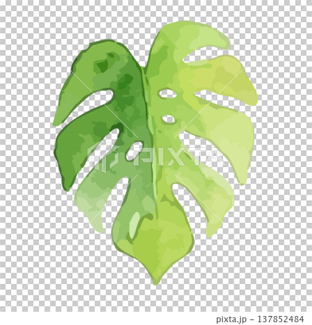 Watercolor-style illustration of a monstera Watercolor-style illustration of a monstera 137852484