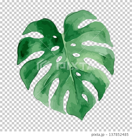 Watercolor-style illustration of a monstera 137852485