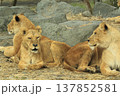ライオン ライオン 137852581