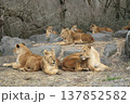 ライオン ライオン 137852582