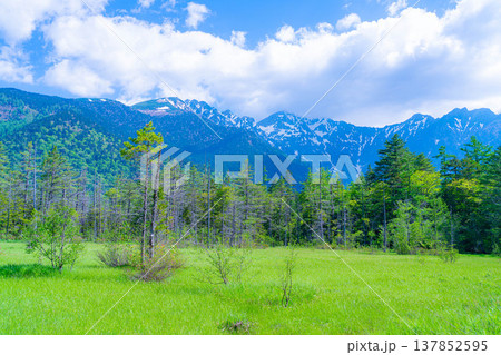 【絶景】初夏の上高地・田代湿原と新緑【長野県】 【絶景】初夏の上高地・田代湿原と新緑【長野県】 137852595