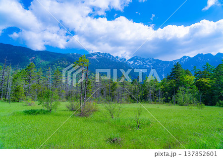 【絶景】初夏の上高地・田代湿原と新緑【長野県】 【絶景】初夏の上高地・田代湿原と新緑【長野県】 137852601