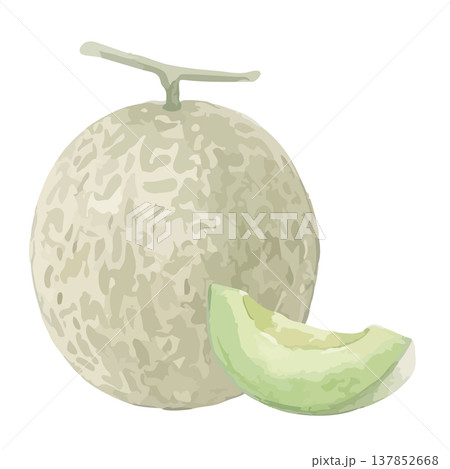 水彩風の青肉メロンのイラスト 137852668