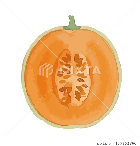 水彩風の赤肉メロンのイラスト 137852866