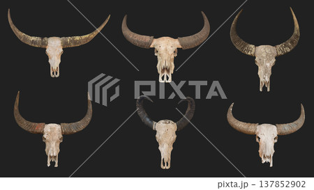 Detailed Collection of Six Unique Animal Skull Artifacts Featuring Intricate Horns and Textures Set Against a Dark Background 137852902