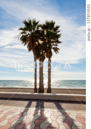 Three tall palms on the beach Three tall palms on the beach 137853020