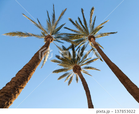 Three tall palms 137853022