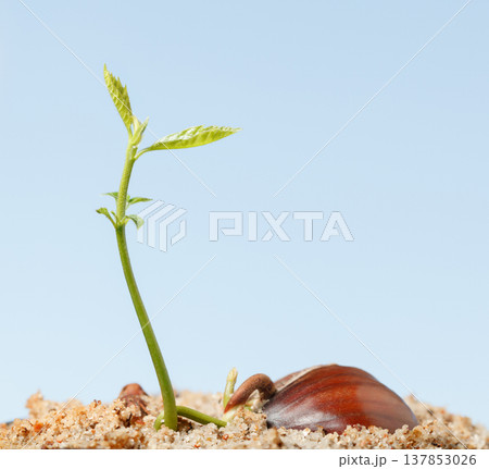 Chestnut growing seedling emerges from its seed casing. 137853026