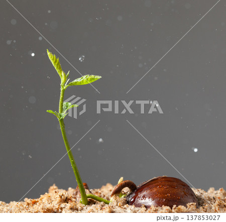 Rain and seedling 137853027