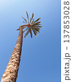 Tall curved palm tree 137853028