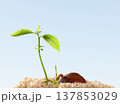Fresh Chestnut tree sprout emerges from its seed casing. 137853029