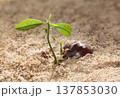 Beginning of Life: Chestnut Sprout 137853030