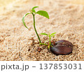 Macro of Sprouted Chestnut 137853031