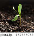 First leaves of small sprout 137853032