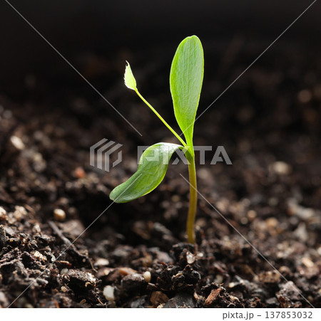 First leaves of small sprout 137853032