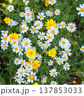 Patchwork of Daisies and Yellow Flowers 137853033