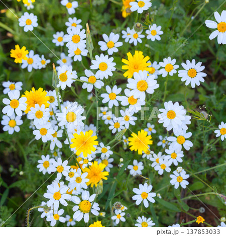 Patchwork of Daisies and Yellow Flowers 137853033