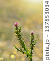 Thistle Buds Against a Softly Blurred Field 137853034