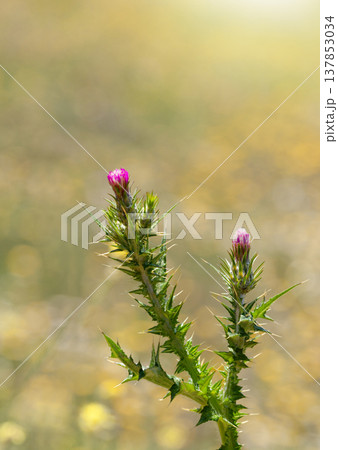 Thistle Buds Against a Softly Blurred Field Thistle Buds Against a Softly Blurred Field 137853034