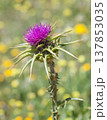 Milk Thistle Bloom in a Yellow Field 137853035