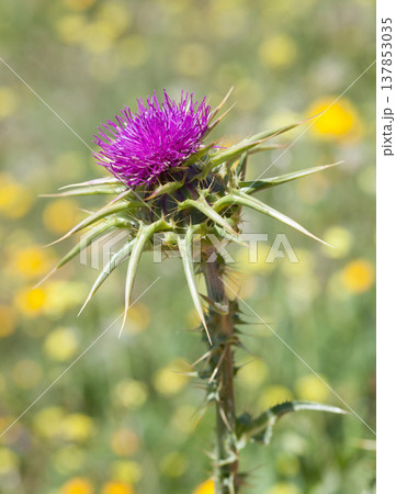 Milk Thistle Bloom in a Yellow Field 137853035