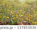 Wild Plantago and Yellow Flowers in Sunlight 137853036
