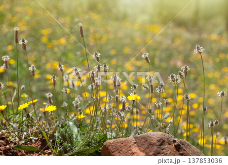 Wild Plantago and Yellow Flowers in Sunlight 137853036