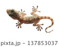 Gecko on White 137853037