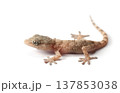 Small Gecko on a White Background 137853038