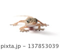 Gecko en face on White Background 137853039