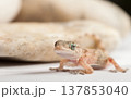Gecko Near Stones 137853040