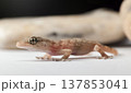 Gecko in Profile with Soft Background 137853041