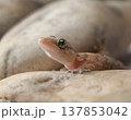 Baby Gecko among Rocks 137853042
