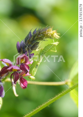 葛の花にとまるハラビロカマキリの幼虫 137853079