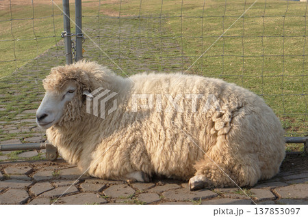 A lone sheep laying on a green meadow A lone sheep laying on a green meadow 137853097
