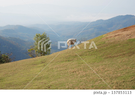 A sheep grazing on a green hillside with scenic mountains and trees in the background, a peaceful outdoor moment. 137853113