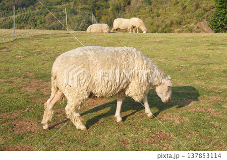 Three sheep grazing on a green meadow with scenic mountains and trees in the background, a peaceful outdoor moment. Three sheep grazing on a green meadow with scenic mountains and trees in the background, a peaceful outdoor moment. 137853114